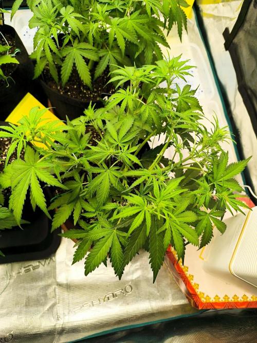 Pineapple express/ Bruce banner 2K26. Week 4 - 28