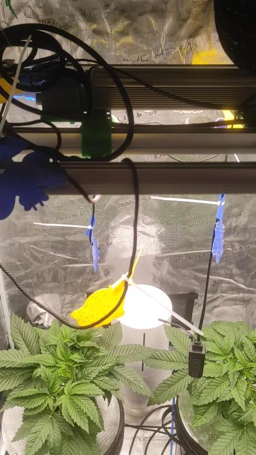 Papaya sherbet and Gorilla melon femminezed