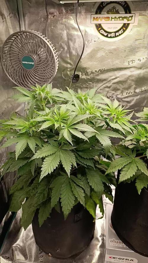 CBD Harlequin pheno 2