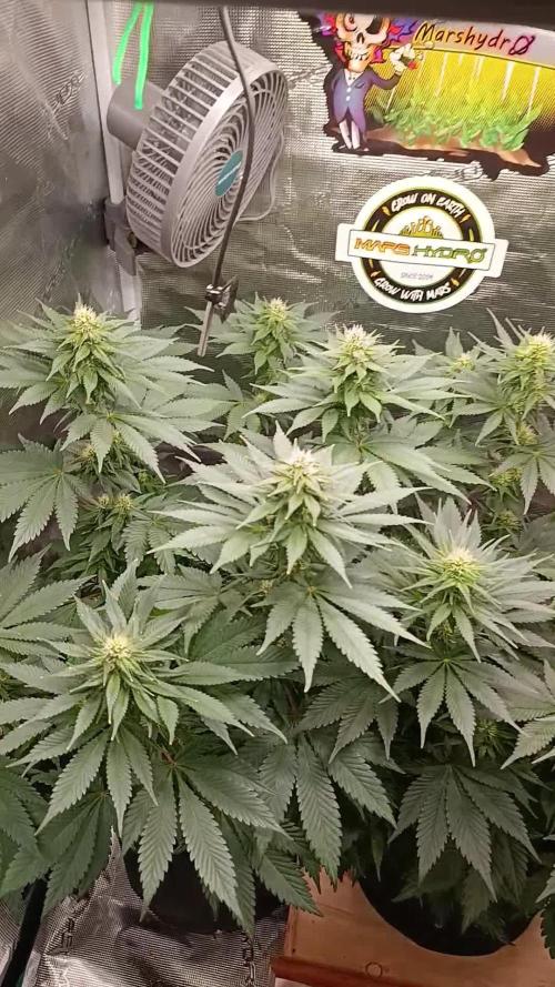 CBD Harlequin