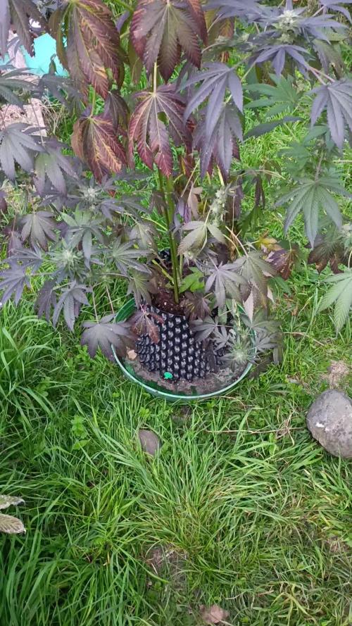 Bay Burger/Outdoor contest