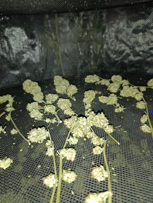 Bay Burger/Outdoor contest. Week 18