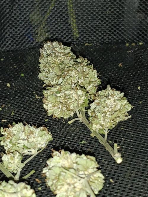 Bay Burger/Outdoor contest. Week 18