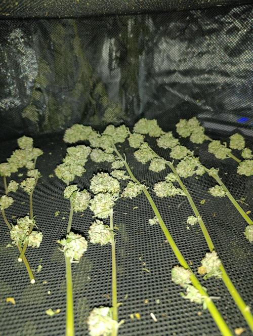 Bay Burger/Outdoor contest. Week 18