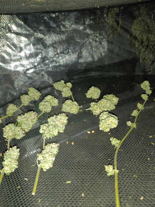 Bay Burger/Outdoor contest. Week 18