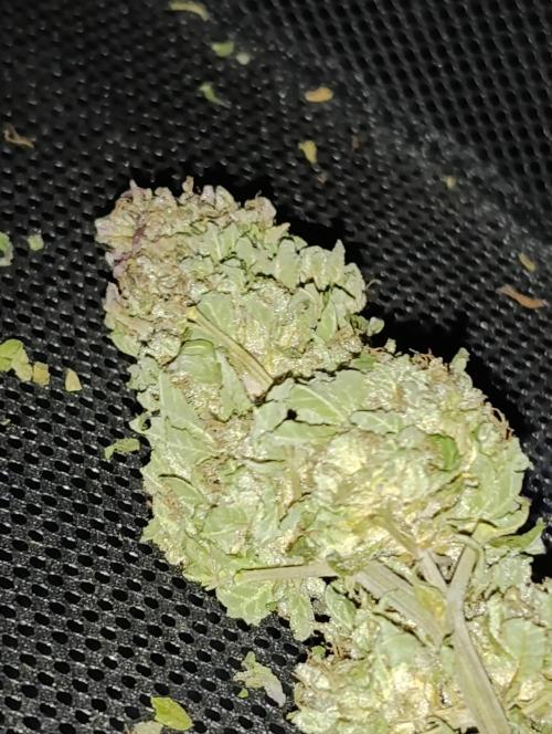 Bay Burger/Outdoor contest. Week 18