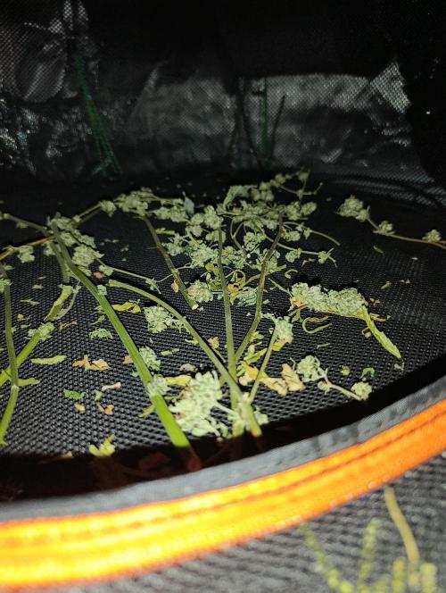 Bay Burger/Outdoor contest. Week 18