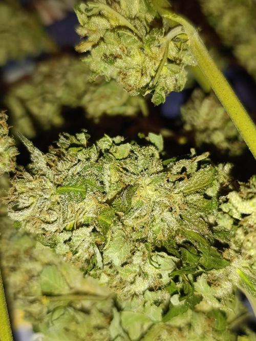 Bay Burger/Outdoor contest. Week 18