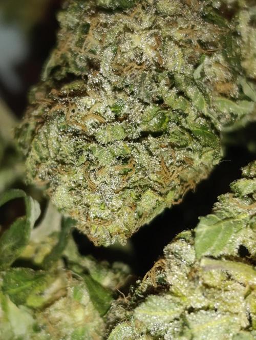 Bay Burger/Outdoor contest. Week 18