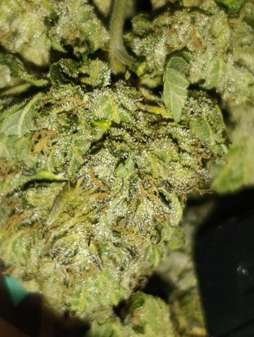 Bay Burger/Outdoor contest. Week 18