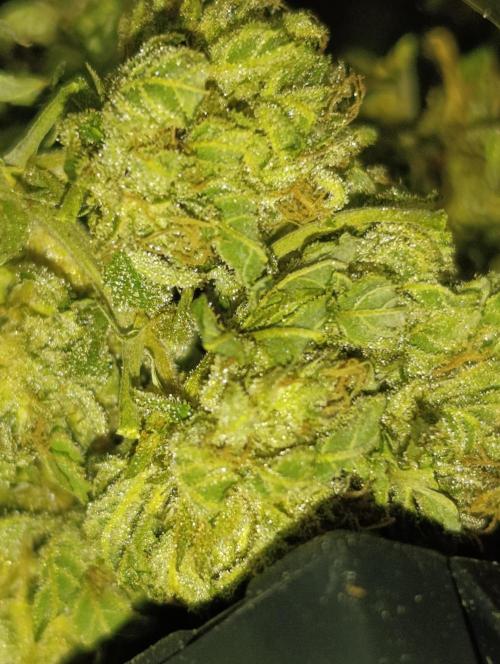 Bay Burger/Outdoor contest. Week 18