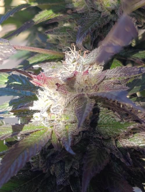 Bay Burger/Outdoor contest. Week 18