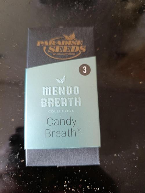 Candy breath Paradise seeds DWC. Week 0