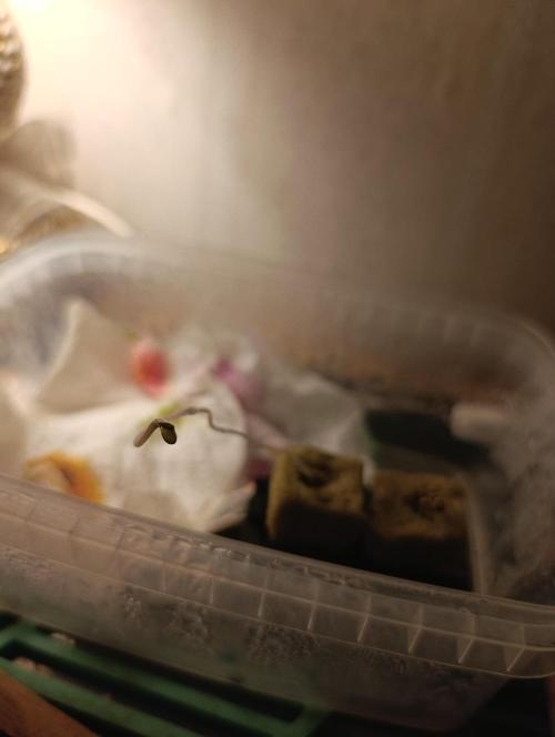 Candy breath Paradise seeds DWC. Week 0