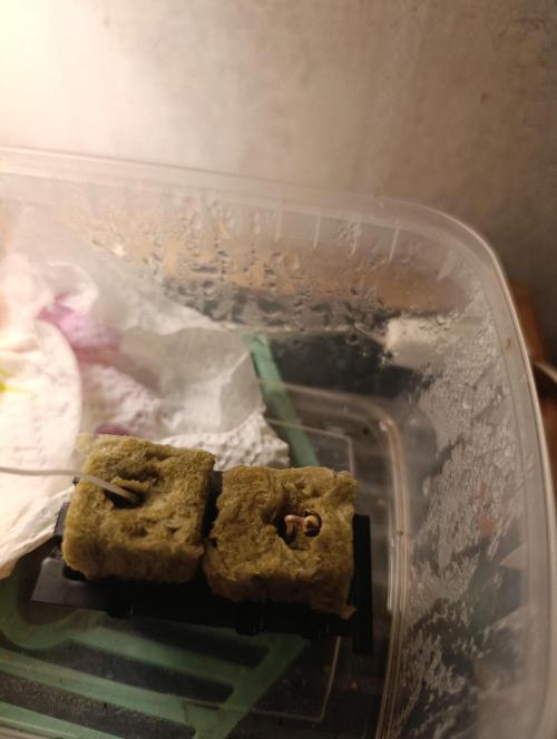 Candy breath Paradise seeds DWC. Week 0