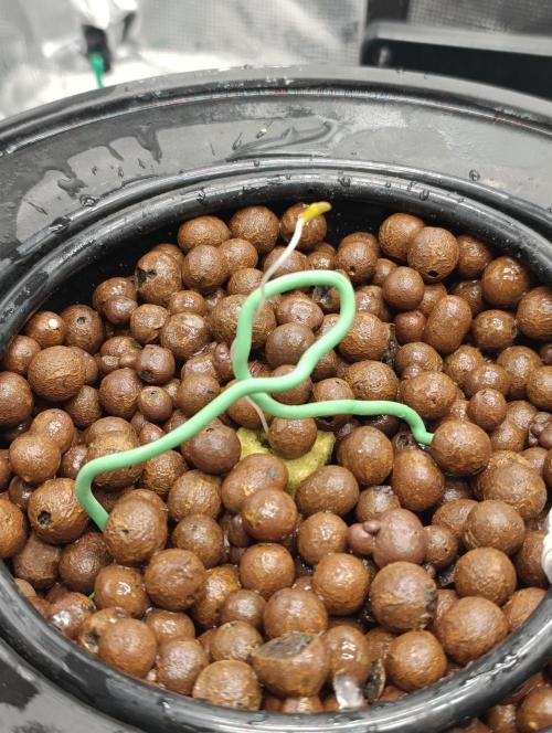 Candy breath Paradise seeds DWC. Week 0