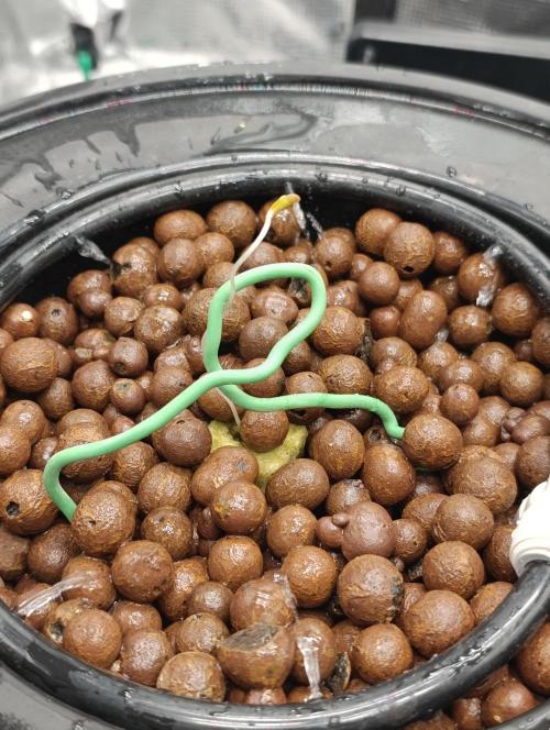 Candy breath Paradise seeds DWC. Week 0