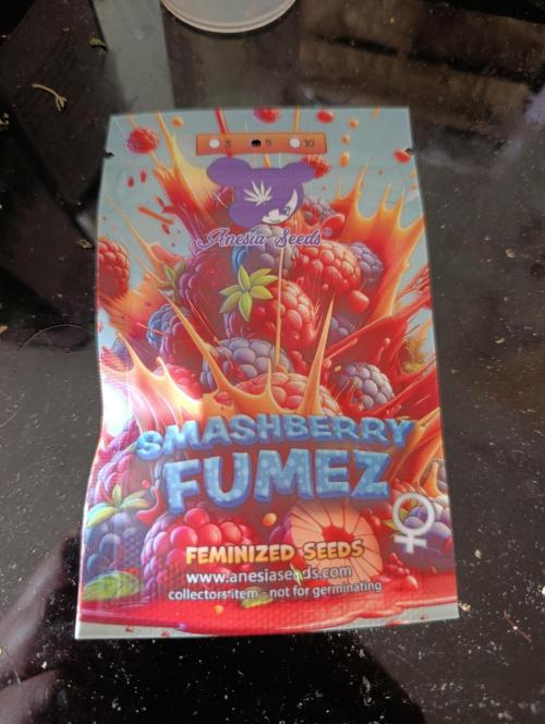 Smashberry Fumez Anesia DWC. Week 0