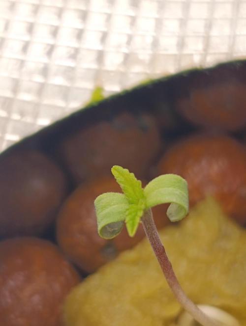 Smashberry Fumez Anesia DWC. Week 0