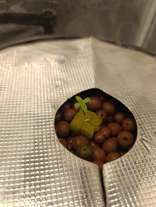 Smashberry Fumez Anesia DWC. Week 0