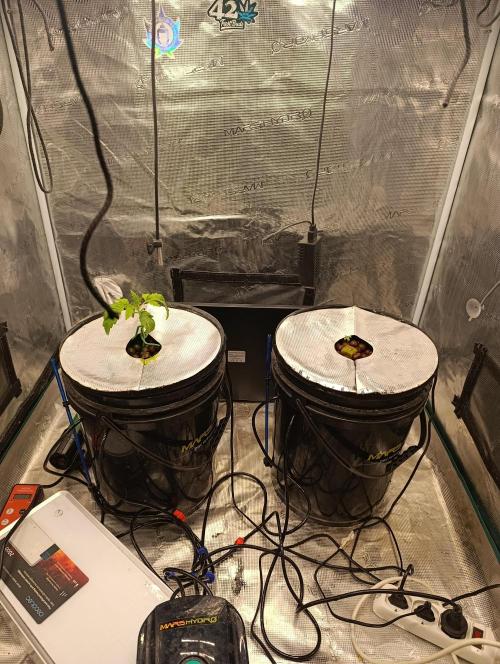 Smashberry Fumez Anesia DWC. Week 0