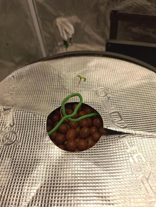 Candy breath Paradise seeds DWC. Week 1