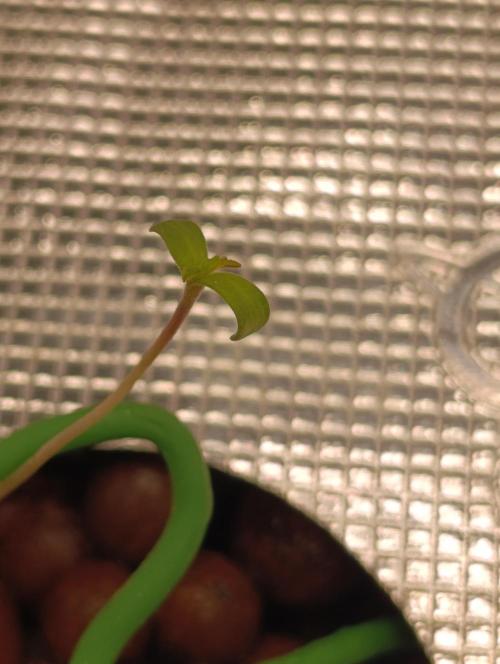 Candy breath Paradise seeds DWC. Week 1
