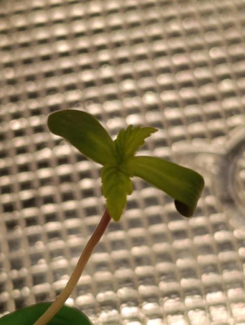 Candy breath Paradise seeds DWC. Week 1