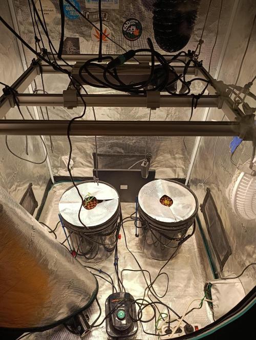 Candy breath Paradise seeds DWC. Week 1