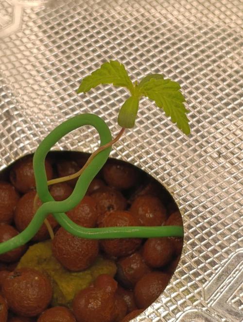 Candy breath Paradise seeds DWC. Week 1