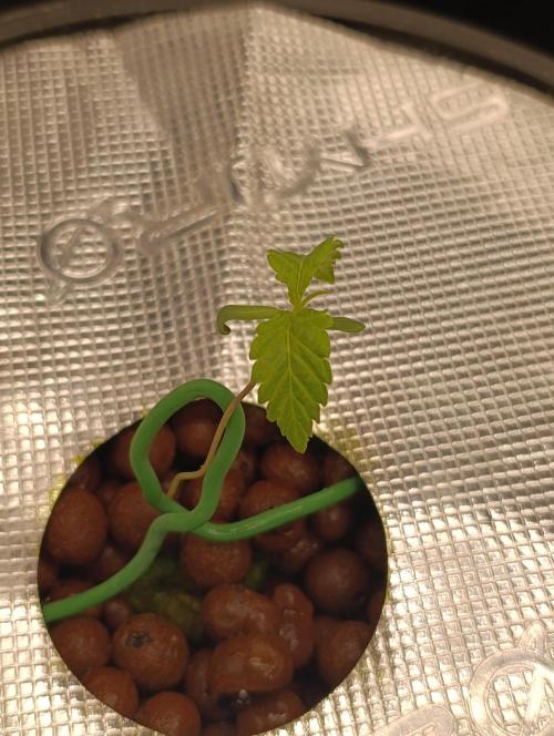 Candy breath Paradise seeds DWC. Week 1