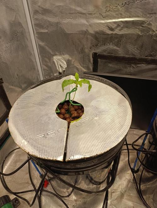 Candy breath Paradise seeds DWC. Week 1