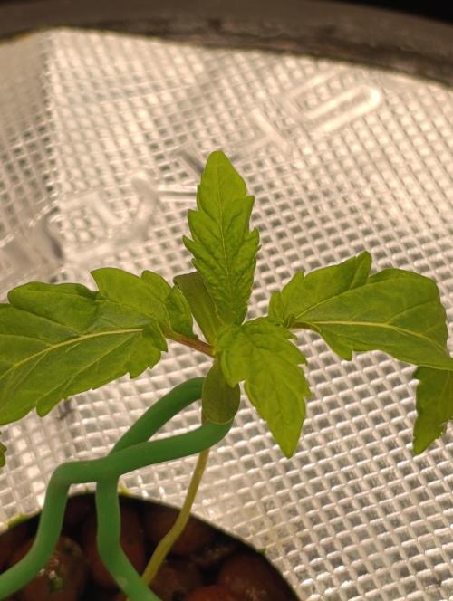 Candy breath Paradise seeds DWC. Week 1
