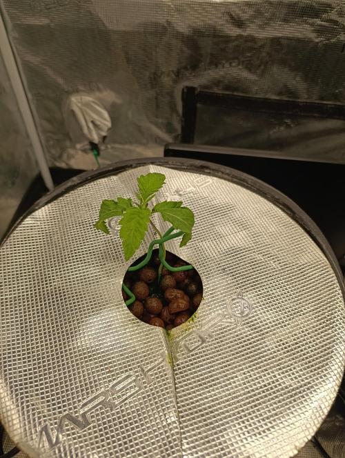 Candy breath Paradise seeds DWC. Week 1