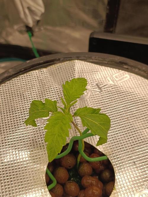 Candy breath Paradise seeds DWC. Week 1