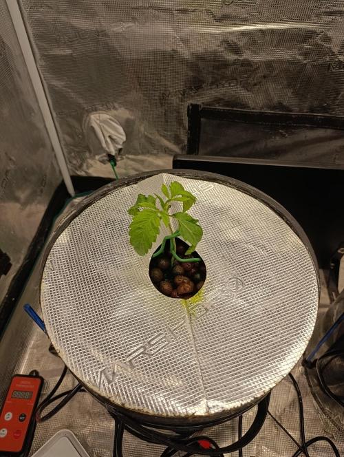 Candy breath Paradise seeds DWC. Week 1