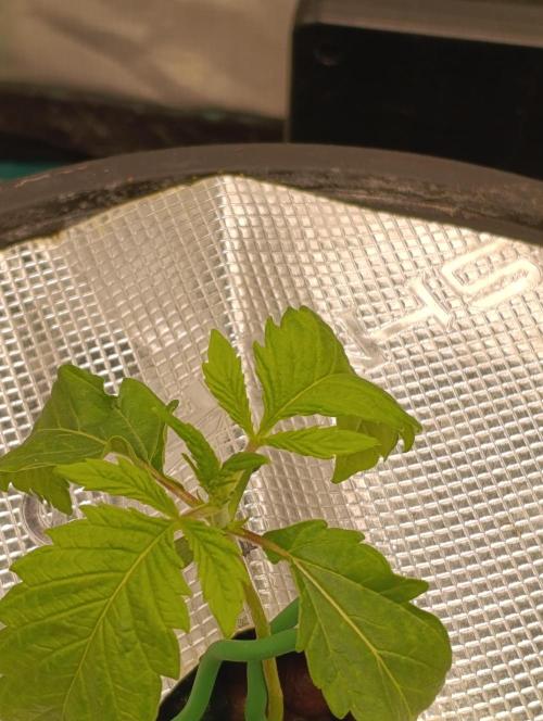 Candy breath Paradise seeds DWC. Week 1