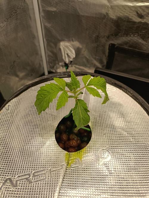 Candy breath Paradise seeds DWC. Week 1