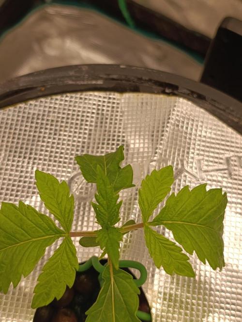 Candy breath Paradise seeds DWC. Week 1