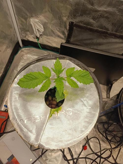 Candy breath Paradise seeds DWC. Week 1
