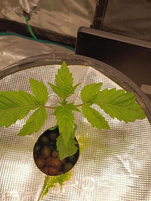Candy breath Paradise seeds DWC. Week 1