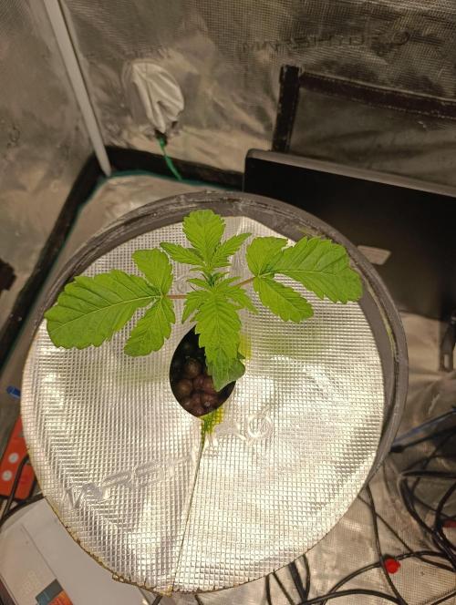 Candy breath Paradise seeds DWC. Week 1