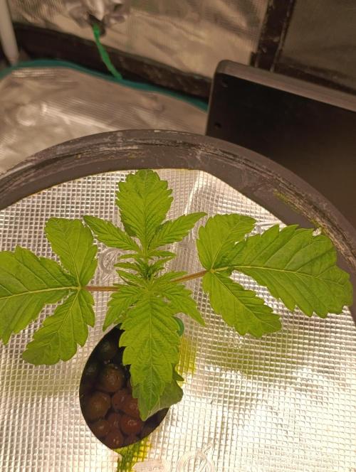 Candy breath Paradise seeds DWC. Week 1