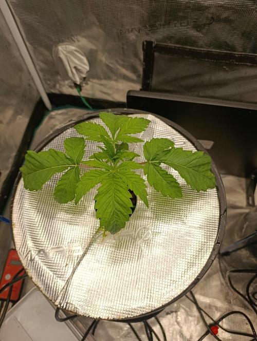 Candy breath Paradise seeds DWC. Week 1