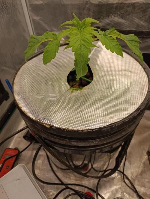 Candy breath Paradise seeds DWC. Week 1