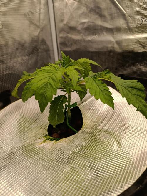 Candy breath Paradise seeds DWC. Week 1