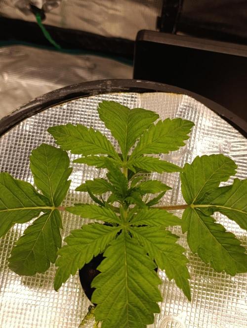 Candy breath Paradise seeds DWC. Week 1