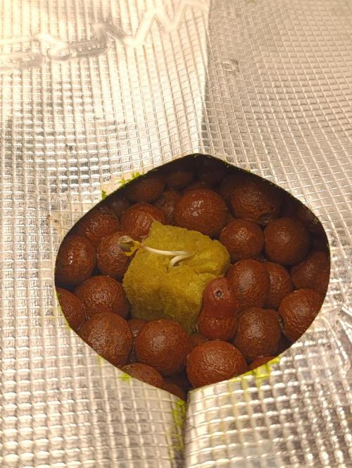 Smashberry Fumez Anesia DWC. Week 1