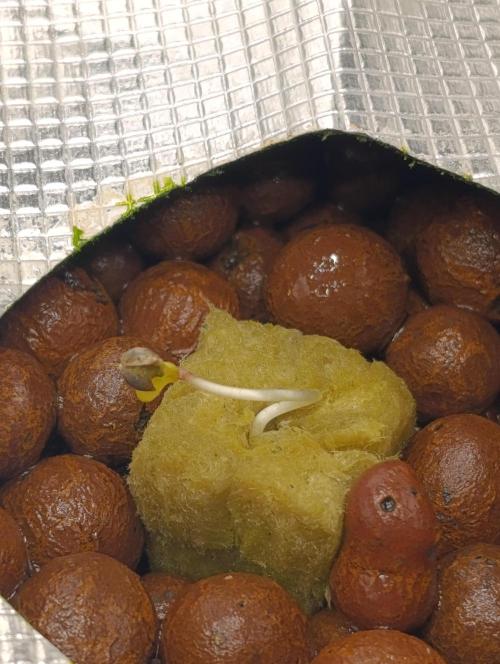 Smashberry Fumez Anesia DWC. Week 1