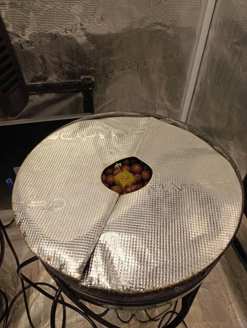 Smashberry Fumez Anesia DWC. Week 1